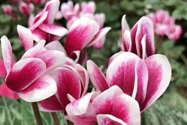 沒(méi)有葉子的仙客來(lái)可以水培嗎