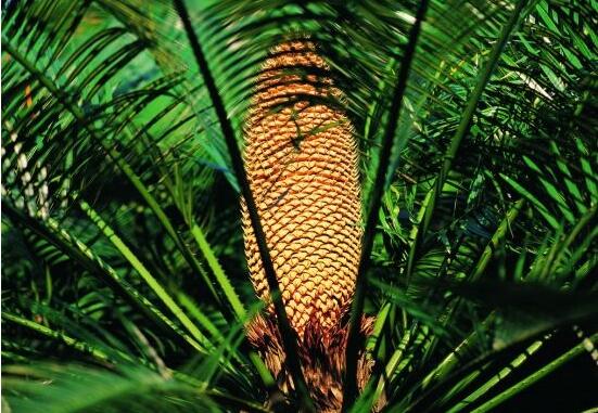 鐵樹爛根怎么辦，鐵樹爛根解決辦法