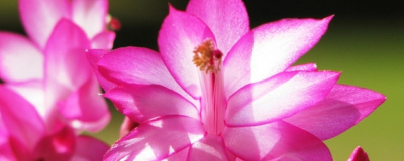 蟹爪蘭怎么嫁接