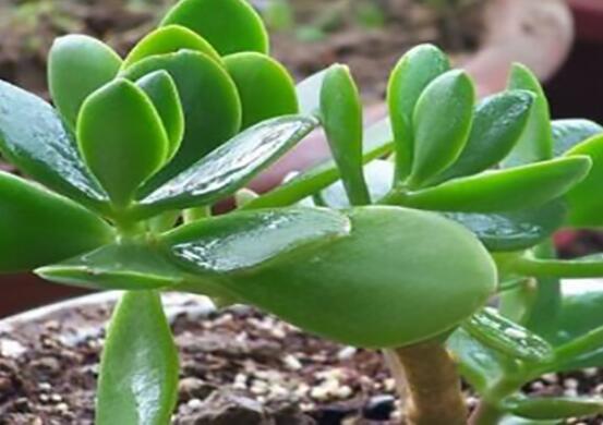 燕子掌能放在室內(nèi)養(yǎng)嗎，能/吸收有害氣體、釋放氧氣(身體健康)