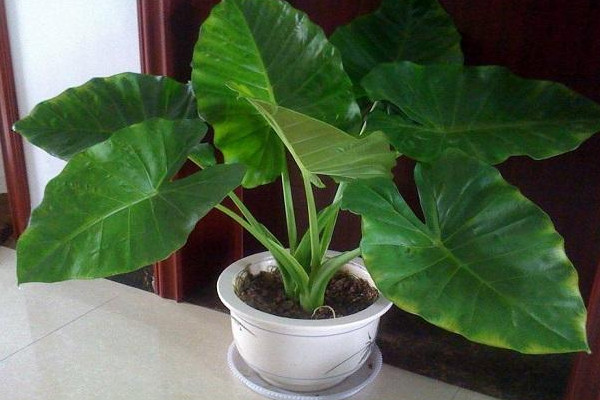 霸王芋和滴水觀(guān)音有什么區(qū)別