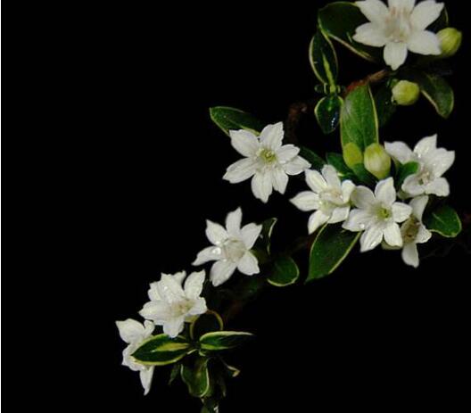 盆景六月雪的養(yǎng)護知識，土壤和環(huán)境都要適宜它的生長