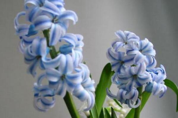 風(fēng)信子花謝了怎么處理，花謝了不要丟、保留種球來(lái)年還可以開(kāi)花