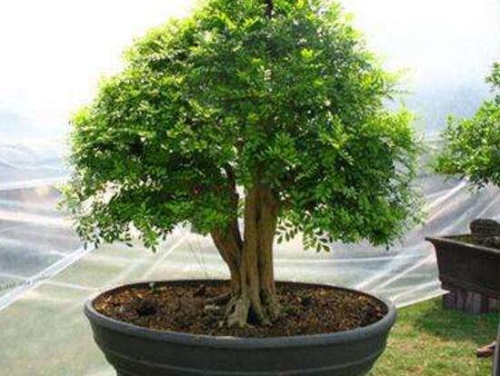 九里香爛根的原因，九里香爛根怎么辦