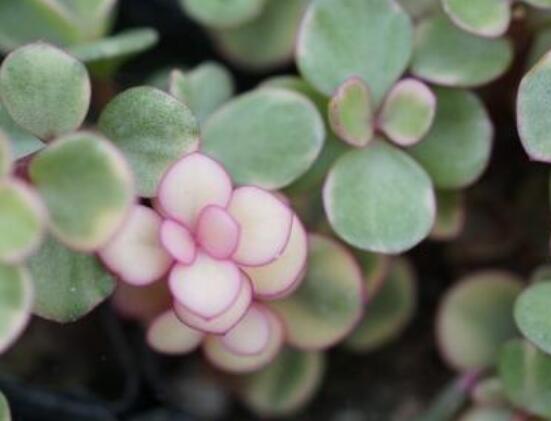 雅樂之舞怎么養(yǎng)能開花，只需要五個步驟花開爆盆