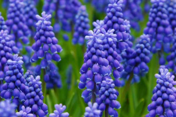 風(fēng)信子什么時(shí)候種植，9~10月份是最佳種植時(shí)間