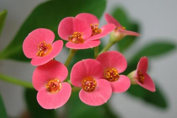 虎刺梅冬天怎么養(yǎng)，5個步驟可保證虎刺梅順利過冬