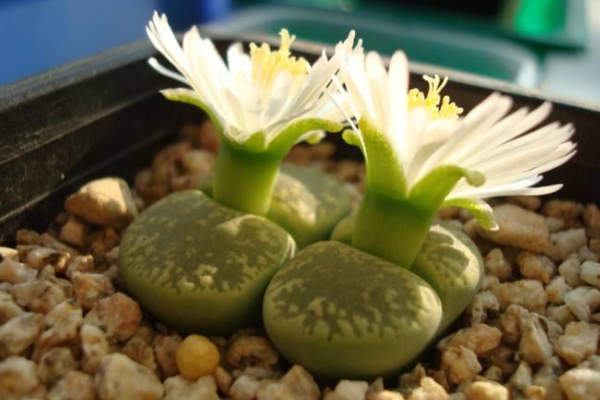 生石花最合適光照度，只需要在夏季適當(dāng)遮陰即可