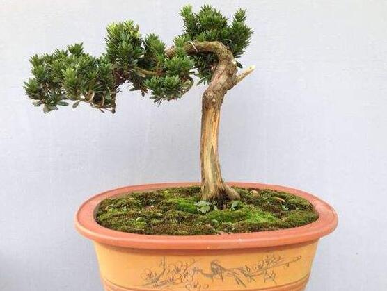 羅漢松盆景怎么養(yǎng)，老農(nóng)總結(jié)八大養(yǎng)殖方法