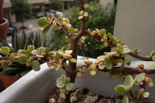 多肉雅樂(lè)之舞怎么繁殖，扦插以及嫁接都可以進(jìn)行繁殖