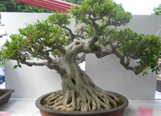 榕樹盆景怎么養(yǎng)，榕樹盆景養(yǎng)殖注意六大要素