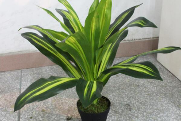 萬年青的養(yǎng)殖方法和注意事項：土壤適宜/溫度適中/切勿暴曬/合理澆水