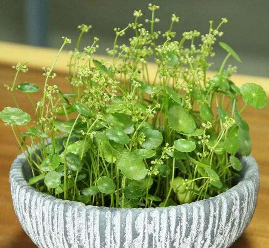 銅錢草什么時候開花，銅錢草花期多長時間（四個月）