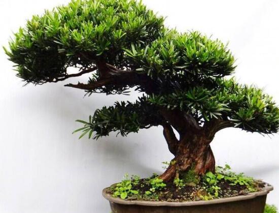 盆栽羅漢松怎么養(yǎng)，盆栽羅漢松養(yǎng)殖方法