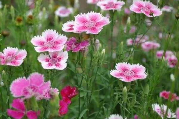 常夏石竹花的花語(yǔ)