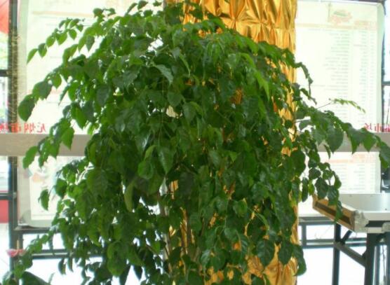 幸福樹擺放禁忌，盤點幸福樹五大擺放禁忌