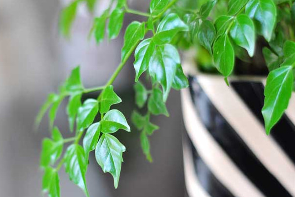 幸福樹(shù)施什么肥最好，施氮肥能促進(jìn)枝葉茂盛