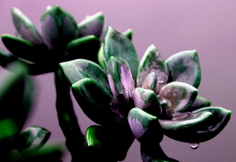 寶石花有哪些功效，美容養(yǎng)顏治便秘