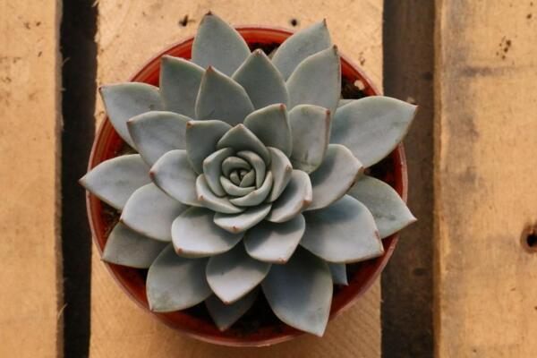 寶石花怎樣用葉子繁殖，寶石紅葉子繁殖5大要點