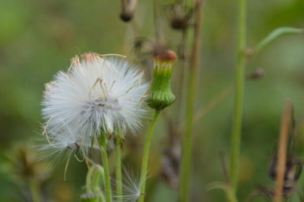 蒲公英的傳播方式，種子隨風(fēng)傳播