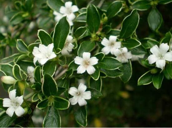 六月雪哪個(gè)品種最貴，屬金邊六月雪當(dāng)之無愧