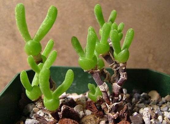 碧光環(huán)的用土方法，四份營養(yǎng)土六份蛭石一份珍珠巖混合配制