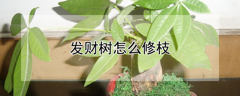 發(fā)財(cái)樹怎么修枝