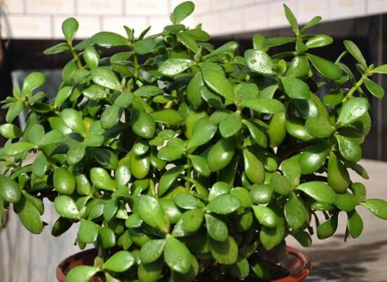 玉樹花幾年開花，掌握五大要點(diǎn)可年年開花