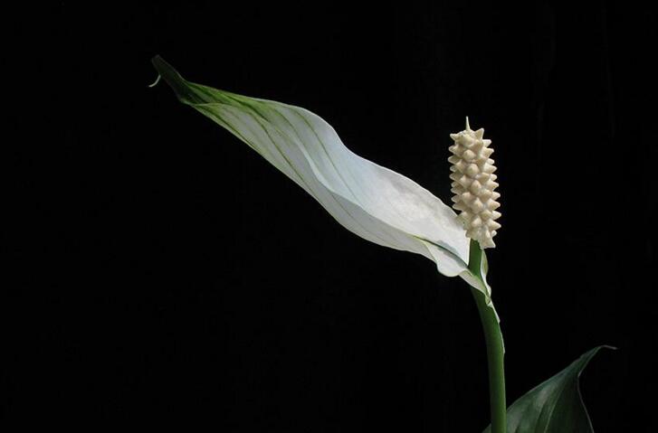 一帆風(fēng)順用什么營(yíng)養(yǎng)液，濃縮型營(yíng)養(yǎng)液（發(fā)芽多發(fā)枝快）