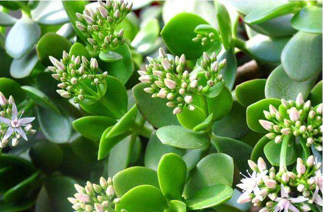 玉樹的繁殖方法，介紹葉插和枝插兩種繁殖方法