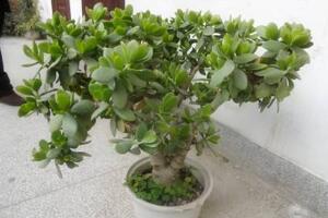 玉樹爛根了怎么辦該如何挽救，玉樹爛根后怎樣移栽