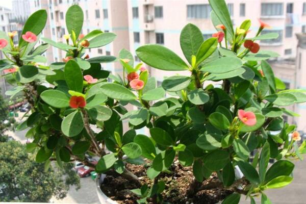 虎刺梅用什么肥料，以磷鉀肥為主少施氮肥