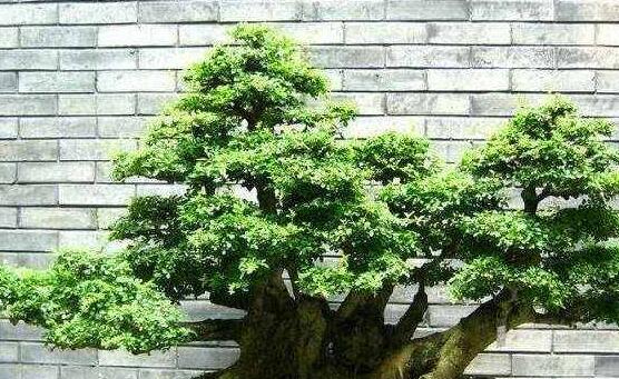 榕樹(shù)怎么施肥，榕樹(shù)施肥方法