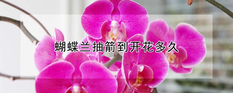 蝴蝶蘭抽箭到開(kāi)花多久