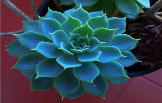 寶石花怎么澆水，不同季節(jié)不同澆水量(控水為主)