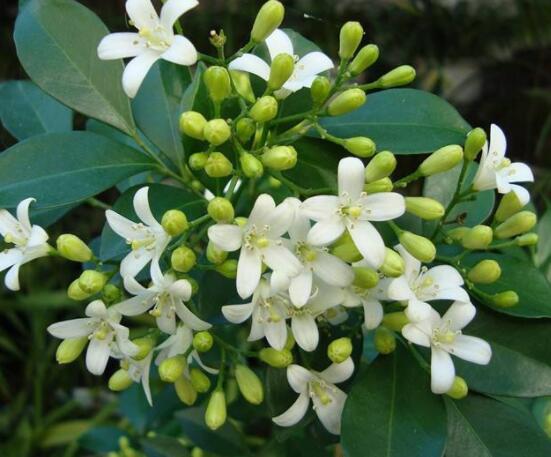 九里香花有毒嗎，無毒/制作香精香料、泡茶泡酒喝