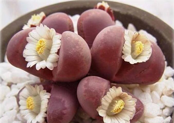 生石花皺了怎么辦，要警惕是這4種原因造成的