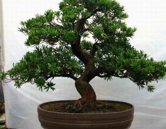 羅漢松盆景養(yǎng)護(hù)方法，老農(nóng)總結(jié)五大最實(shí)際有效方法