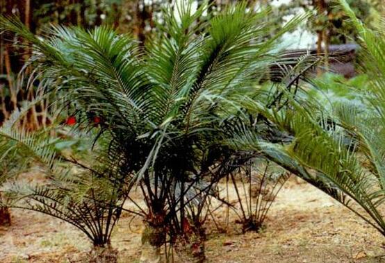 鐵樹怎么繁殖，鐵樹四大繁殖方法