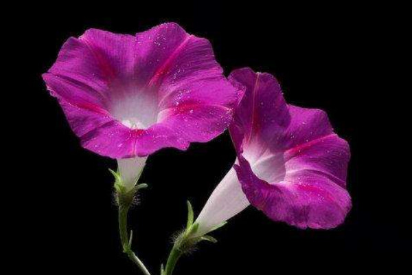 牽?；ㄈ~子發(fā)黑干枯