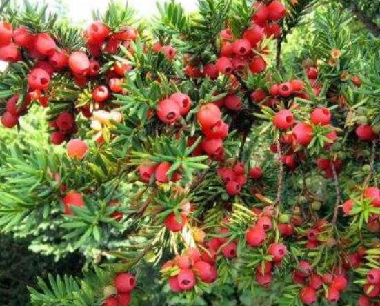 紅豆杉種子怎么種，做好這四點(diǎn)就會(huì)生根發(fā)芽