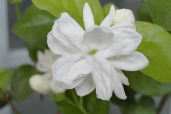 虎頭茉莉與茉莉的區(qū)別