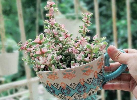 雅樂(lè)之舞的養(yǎng)殖方法和注意事項(xiàng)，老農(nóng)總結(jié)最實(shí)用八大養(yǎng)殖方法