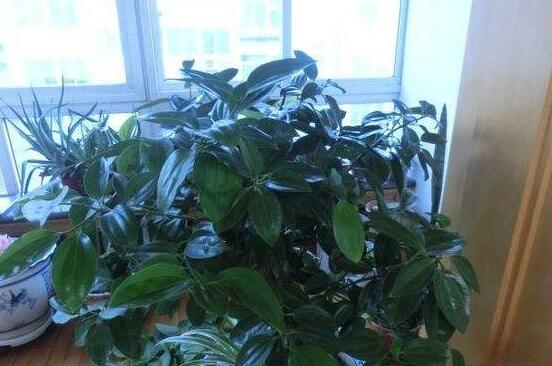 平安樹(shù)葉子耷拉怎么辦，三種原因以及解決辦法