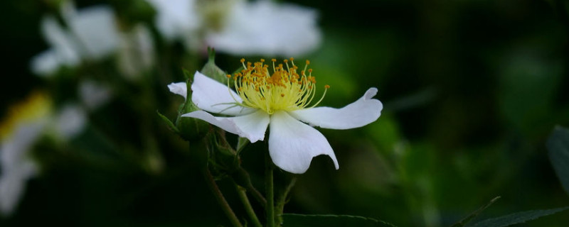 金櫻子需要用紗布包嗎