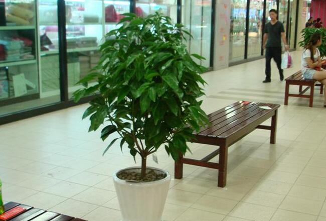 為什么平安樹葉子下垂，澆水過量和酸堿度不平衡造成的