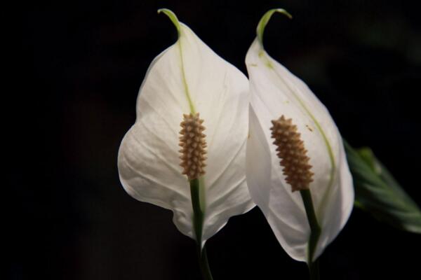 一帆風(fēng)順花可以放在臥室里嗎，可以放在臥室但要注意幾點(diǎn)