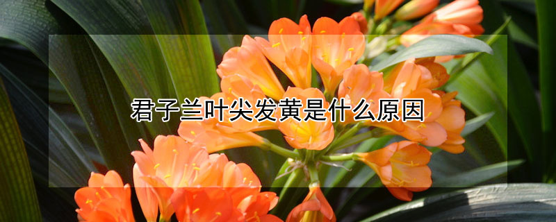君子蘭葉尖發(fā)黃是什么原因