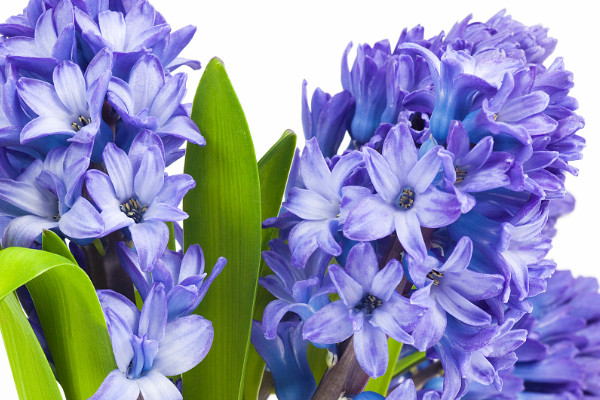 風信子水培怎么養(yǎng)