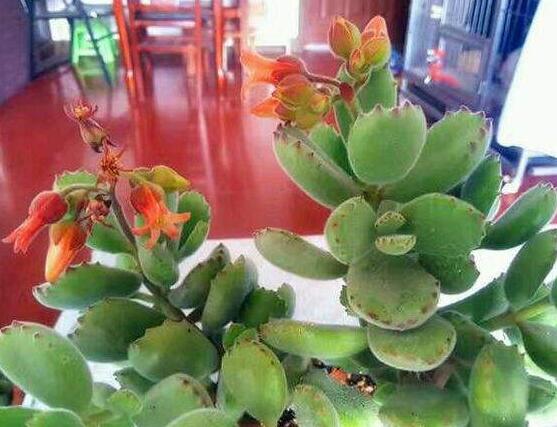 熊童子什么時(shí)候開(kāi)花，基本上都是在夏末秋初開(kāi)花